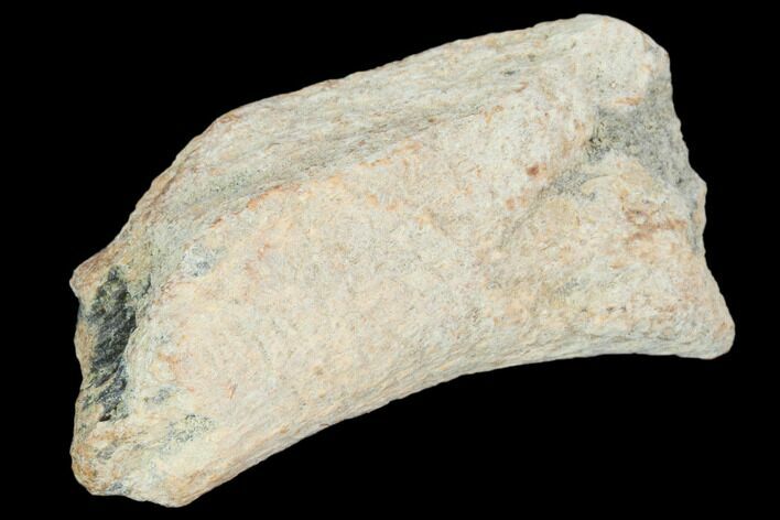 Hadrosaur Bone Fragment - Montana #103187